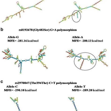 The Predicted Secondary Structures Of Rna And Energies Which Were