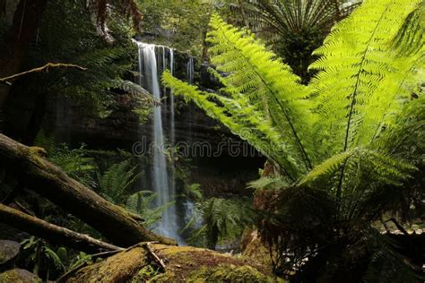 Russell Falls waterfall stock photo. Image of clear, cascading - 17651910