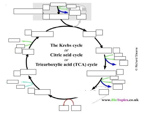 Krebs Cycle Diagram Quizlet