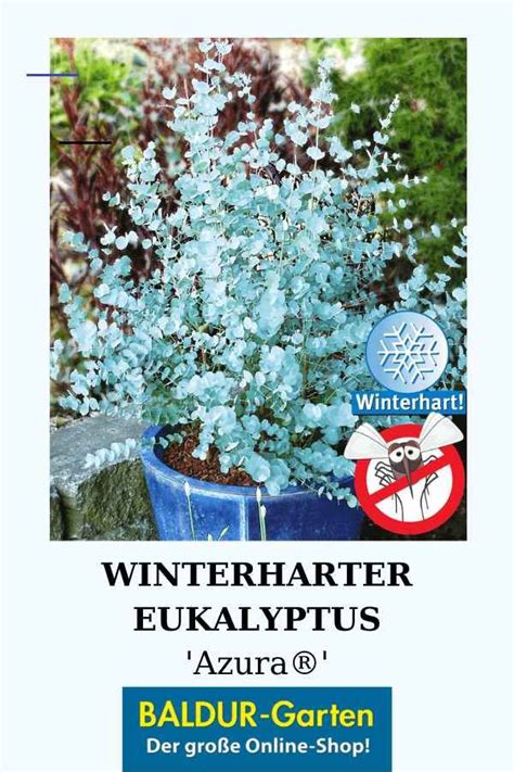 Eukalyptus Garten