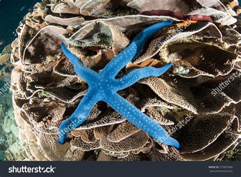 Blue Sea Star Stock Photo 275829386 : Shutterstock