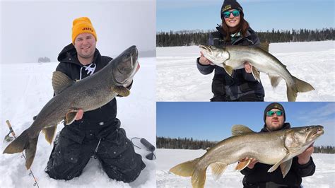 March Madness Manitoba Trophy Lake Trout YouTube