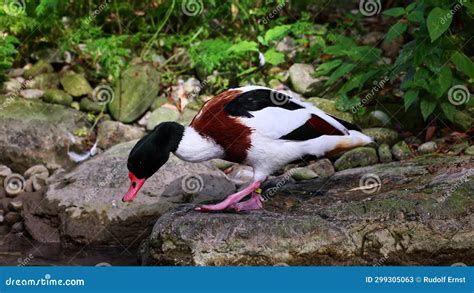 Common Shelduck Tadorna Tadorna Swimming On The Water Stock Video