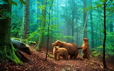 Hintergrundbilder Sonnenlicht Wald Tiere Natur Tierwelt Bären