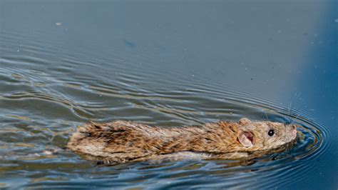 Cara Mencegah Leptospirosis Penyakit Kencing Tikus Yang Mewabah Di