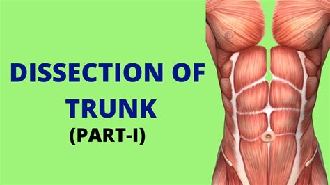 Dissection Of Trunk Part I Anatomy Video Medvids Planet Youtube