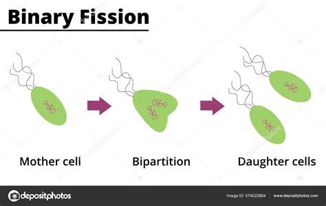 Binary Fission Asexual Reproduction Some Unicellular Organisms Vector Illustration Didactic