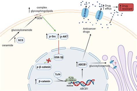 Frontiers The Role Of Sphingolipids Metabolism In Cancer Drug Resistance