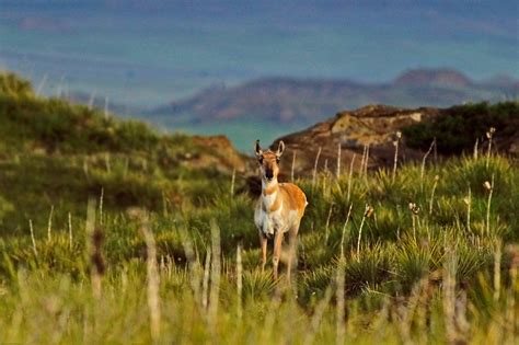 Pronghorn Perspective From Above Bliss Photographics Pronghorn