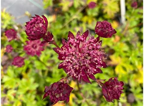 Astrantia Major Sparkling Stars Red