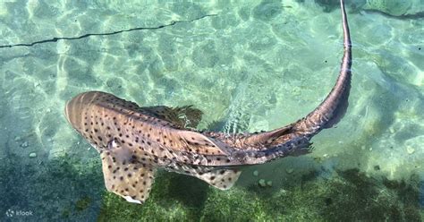 Irukandji Shark And Ray Encounters Ticket In Port Stephens Klook