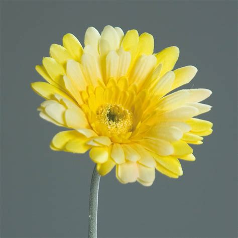 Gerbera Artificiale Mcpack Online