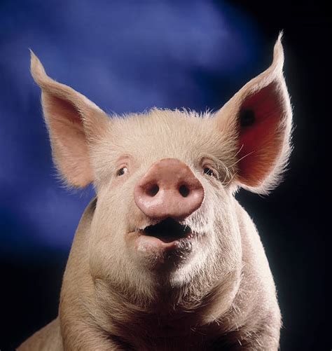 Pig Facing Camera Stock Photos Pictures And Royalty Free Images Istock