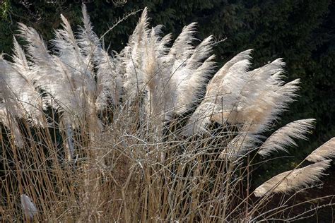 How To Plant Grow And Care For Pampas Grass Gardener’s Path