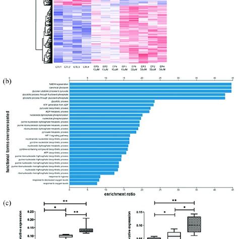 Differential Gene Expression Profiles Of Mscs Obtained After Treatment Download Scientific