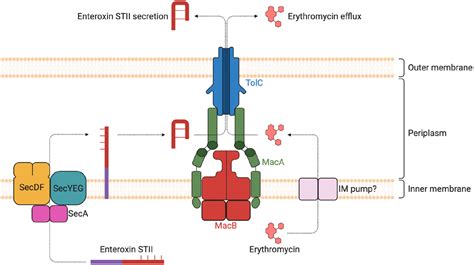 Structure Assembly And Function Of Tripartite Efflux And Type 1