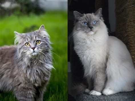 Maine Coon Cat Vs Ragdoll A Comprehensive Comparison PSQ