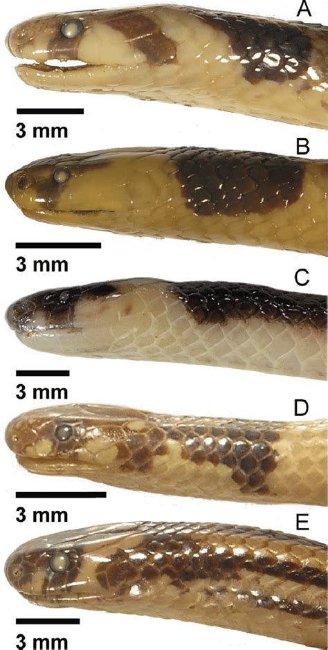 comparison  left lateral aspects  heads  species  calliophis