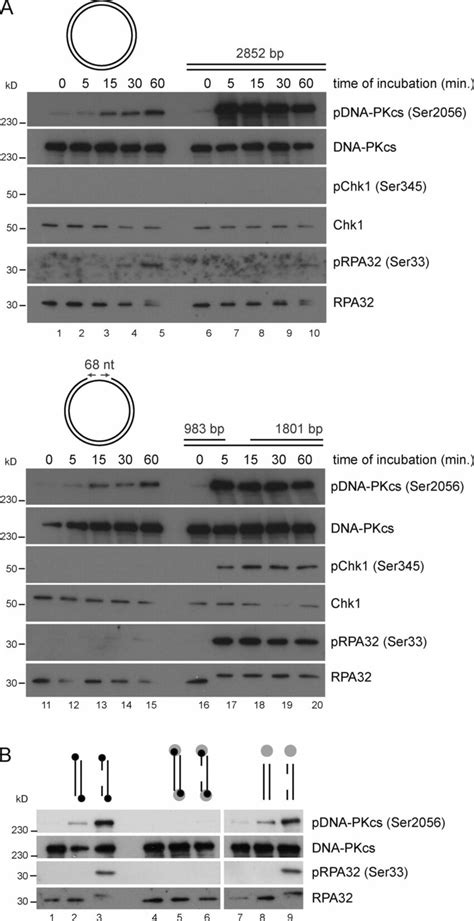 Concerted Activation Of Dna Damage Signaling By Dna Pkcs Atm And Atr