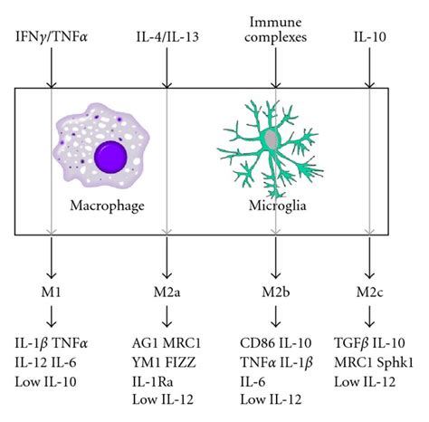 Schematic Illustrating The M M A M B And M C Macrophage