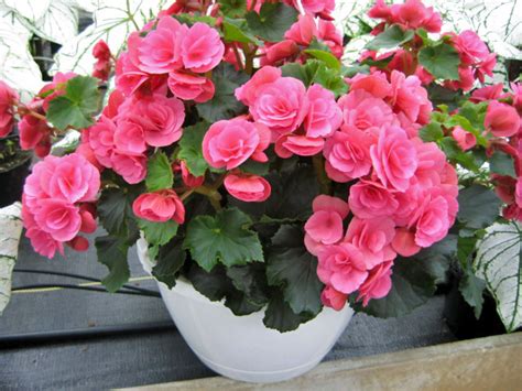 Hiemalis Begonia Hb Kawasaki Greenhouses