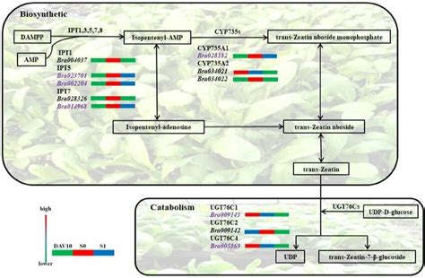 Differentially Expressed Genes Closely Related To Cytokinin Metabolism