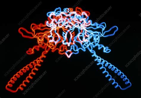 Seryl Trna Synthetase Molecule Stock Image A Science