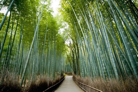 Afternoon Arashiyama Bamboo Forest Monkey Park Bike Tour