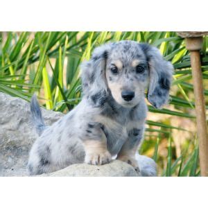 Dapple Dachshund Puppies for Sale – Top 5 Breeders!