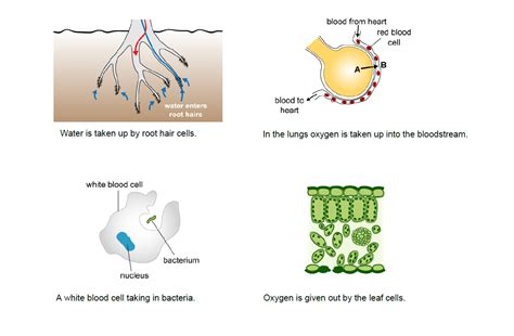 IB MYP Biology Metabolism Diffusion Practice Question