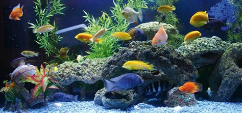 African Cichlids: Care, Food, Fish Tank, Types & Behavior (2019 Guide)