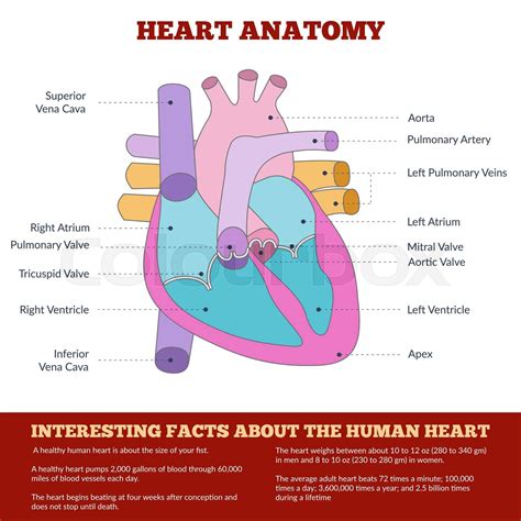 Diagram Of Human Heart Anatomy Stock Vector Colourbox