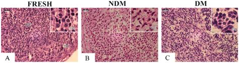 Morphological Characteristics Of Granulosa Cells Gc And Theca Cells