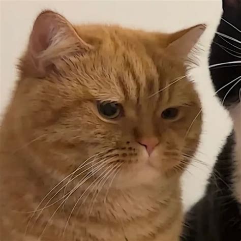 cat matching icons cat photography tips choosing  pet cat breed
