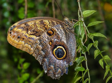 Top 12 Insects With The Most Incredible Camouflage And Mimicry - Illuzone