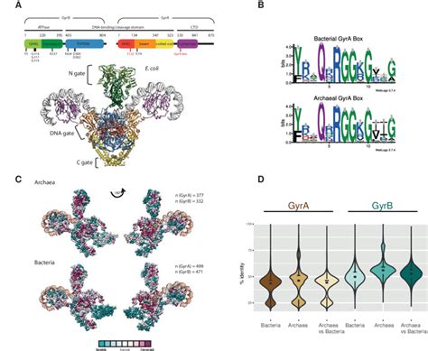 Sequence Conservation Of Archaeal And Bacterial Dna Gyrases A Download Scientific Diagram