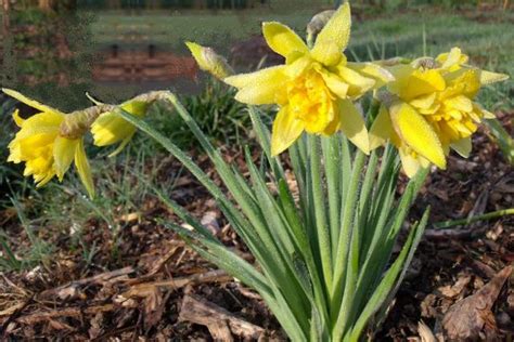 Narcissus pseudonarcissus | Pacific Bulb Society