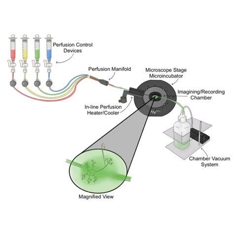 Microscope Stage Diagram - ALA Scientific Instruments