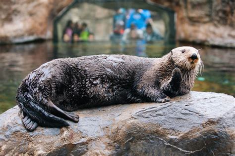 SOAW: Sea Otter Viewing Station at Oregon Coast Aquarium - Elakha Alliance