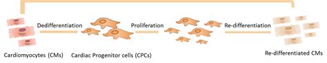 Cell States Regeneration, Differentiation & Dedifferentiation – Foo Lab