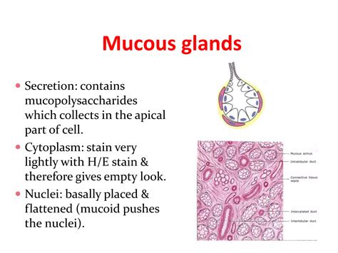 Histology_glands.pptx