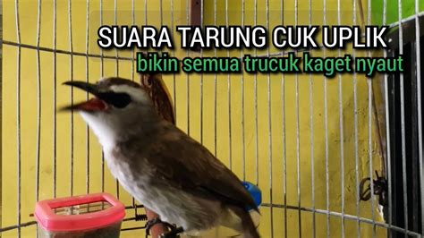 Trucukan Gacor Suara Tarung Cuk Uplik Emosi Ini Ampuh Bikin Burung