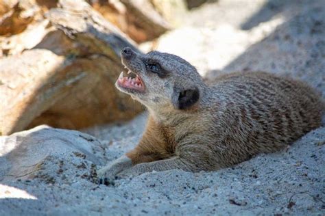 Meerkat Facts For Kids And Adults Pictures Video And In Depth Information