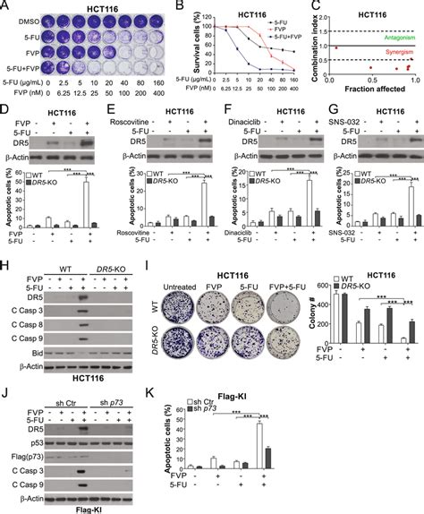 DR5 Is Required For Apoptosis Induced By CDKI 5 FU Combinations In CRC