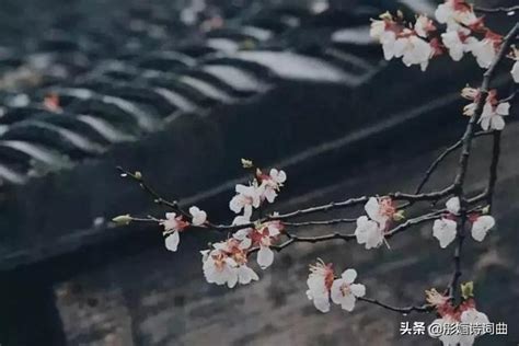 杏花春雨江南：彤嫿新韻新詞一組 每日頭條