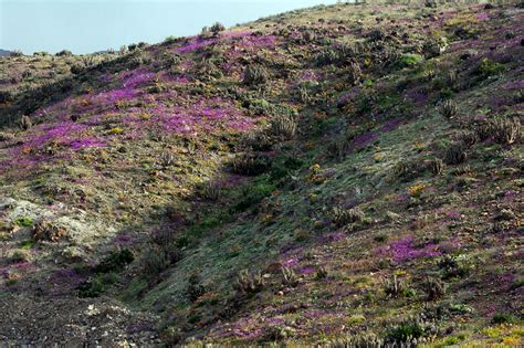 Discover-The-Explosion-Of-Colors-In-Atacama-Desert-After-The-Rainfall-111 | TechnoCrazed