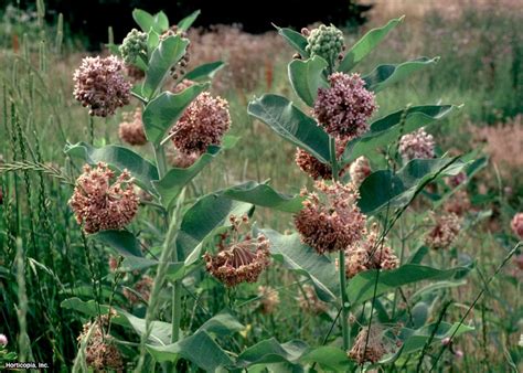 Milkweed How To Plant And Grow Types Of Milkweed Hgtv