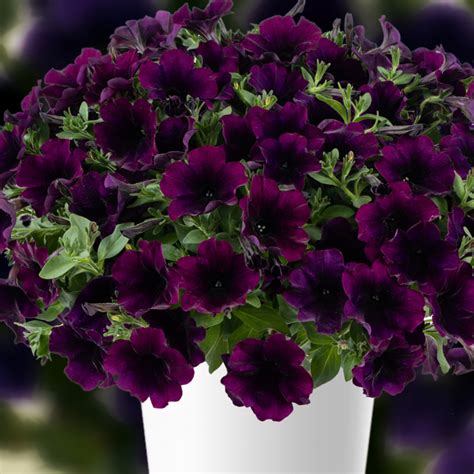 Купить Петуния Капелла Мюлберри в Москве и РФ. Описание сорта. Пункты ...