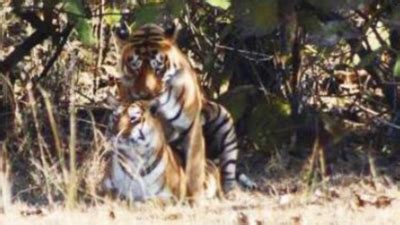 In Maharashtra Tigress Fakes Sex Again With Another Male As Partner Protects Her Month Old