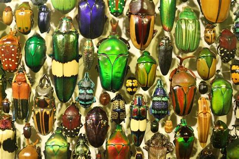 Insekt Insectarium Insekter Gratis Foto P Pixabay Pixabay